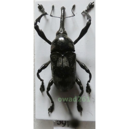 Alcidodes sp. Philippines46c